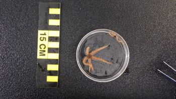 Media type: image;   Invertebrate Zoology 153153 Description: live specimen;